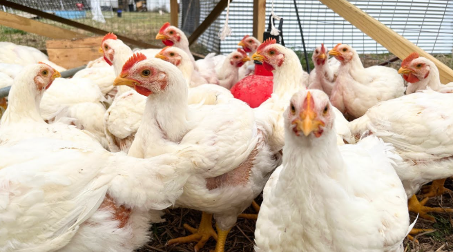 6 Week Broilers