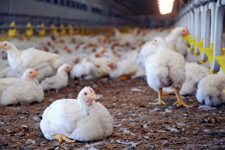 Gasa and Winny's Poultry Farm